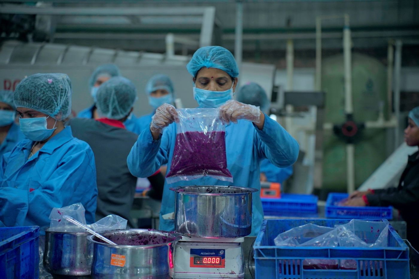 A filled liner of deep purple jamun pulp held up over the weighing station at the packing table.