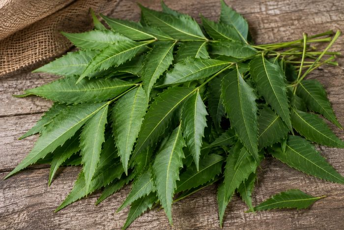 Fresh neem leaves on the branch.